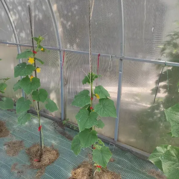 Отзыв для товара: колышки от Ольга П.