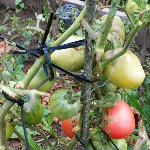 Отзыв для товара: Колышки от Марина К.