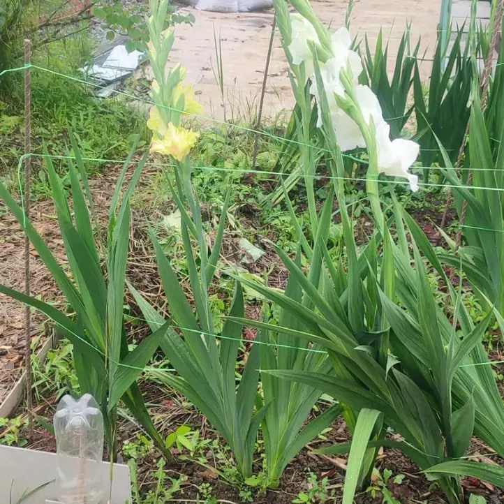 Отзыв для товара: Колышки от Наталья С.