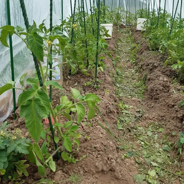 Отзыв для товара: Колышки от Ольга С.