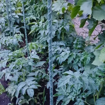 Отзыв для товара: Колышки от Светлана М.