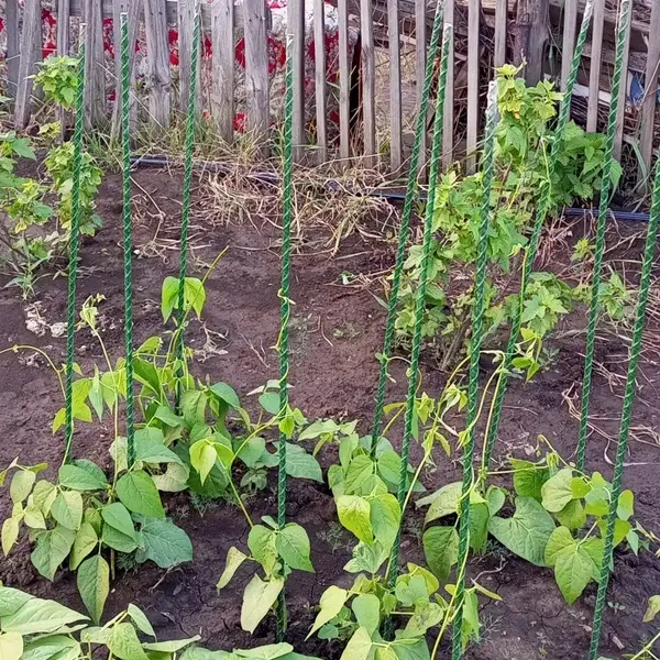 Отзыв для товара: Колышки от Елена А.