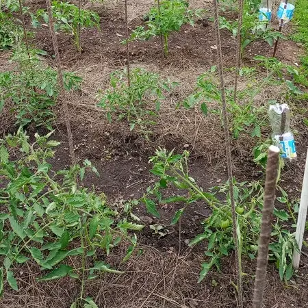 Отзыв для товара: Колышки от П. М.