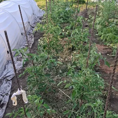 Отзыв для товара: Колышки от Наталья Л.