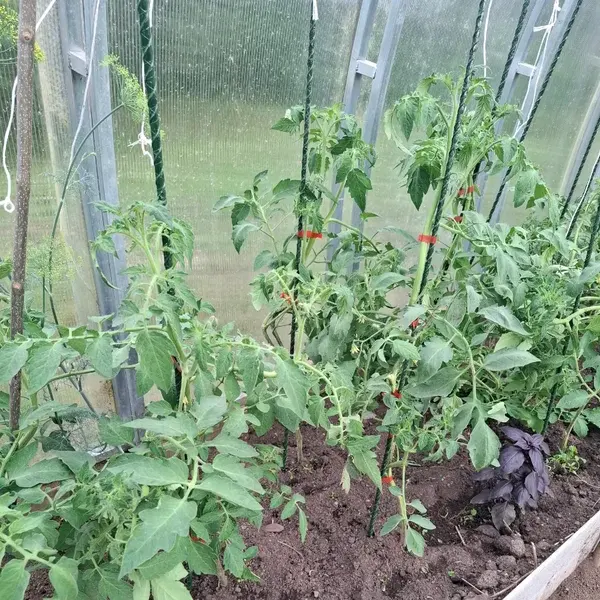 Отзыв для товара: Колышки от Алёна Ц.