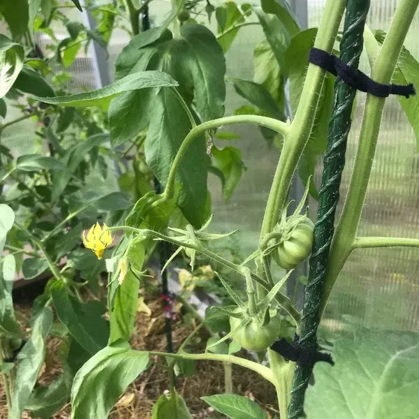 Отзыв для товара: Колышки от Гульмира А.