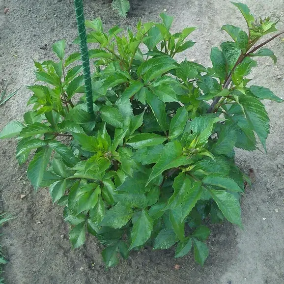 Отзыв для товара: Колышки от Виктор С.