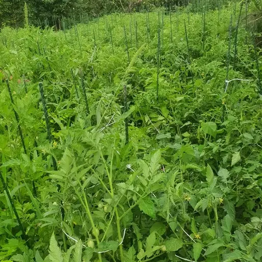 Отзыв для товара: Колышки от Светлана Г.