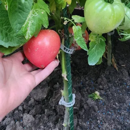 Отзыв для товара: Колышки от Л. Б.