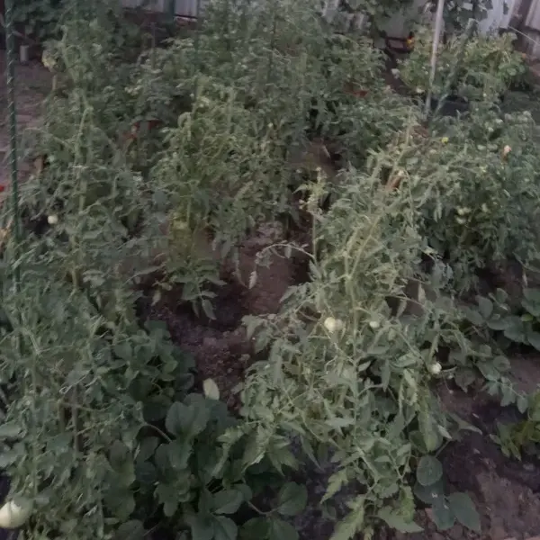 Отзыв для товара: Колышки от Майя М.