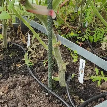 Отзыв для товара: Колышки от Инга П.