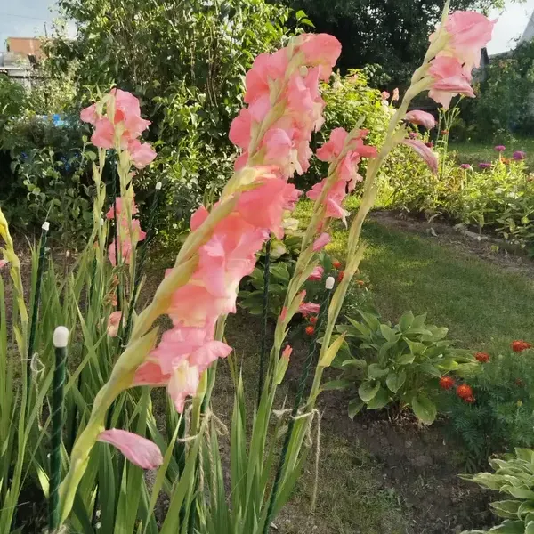 Отзыв для товара: Колышки от Наталья М